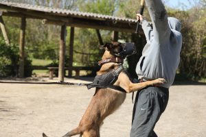 sécurité chien protection cynophile