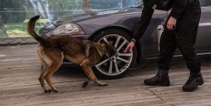 a dog detecting explosives